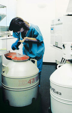 Procedure of embryo thawing. The embryologist locates and retrieves the straw containing the frozen embryos from the  liquid nitrogen bank (Eugonia archive).
